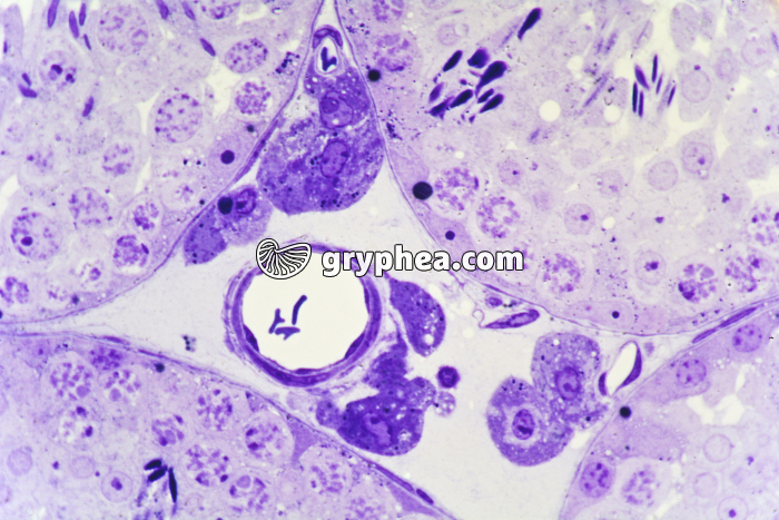 Cellules intersticielles Testicule de Souris x200 - gryphea.com